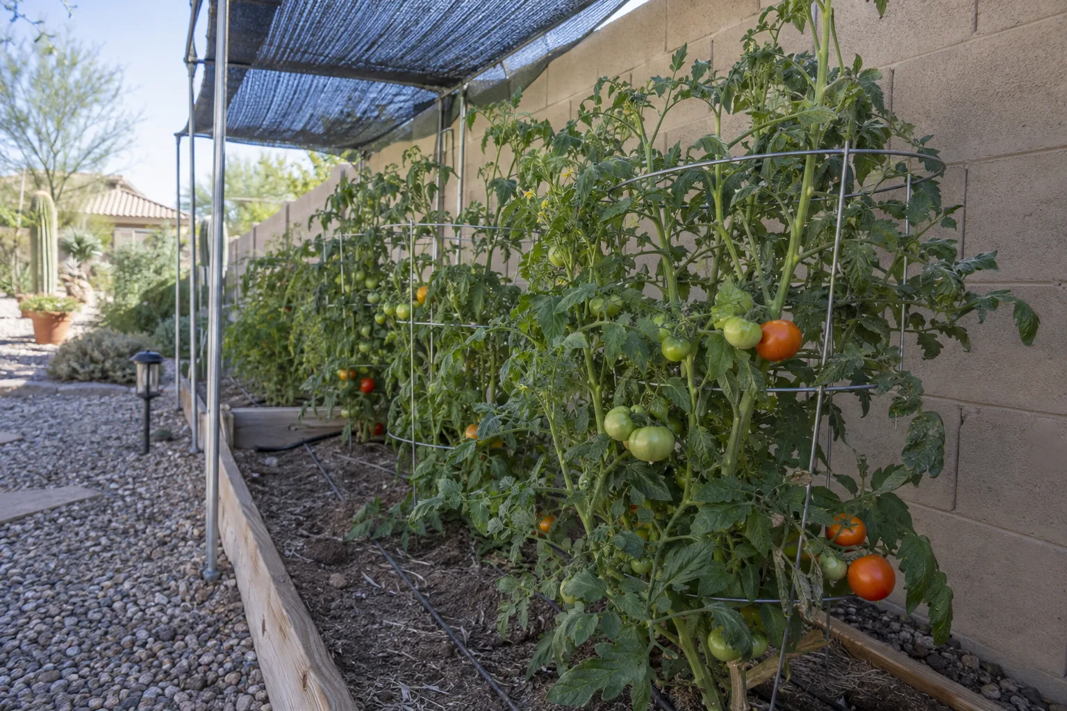 Tomato plants growing under shade cloth stretched over a frame next to a block wall in Queen Creek