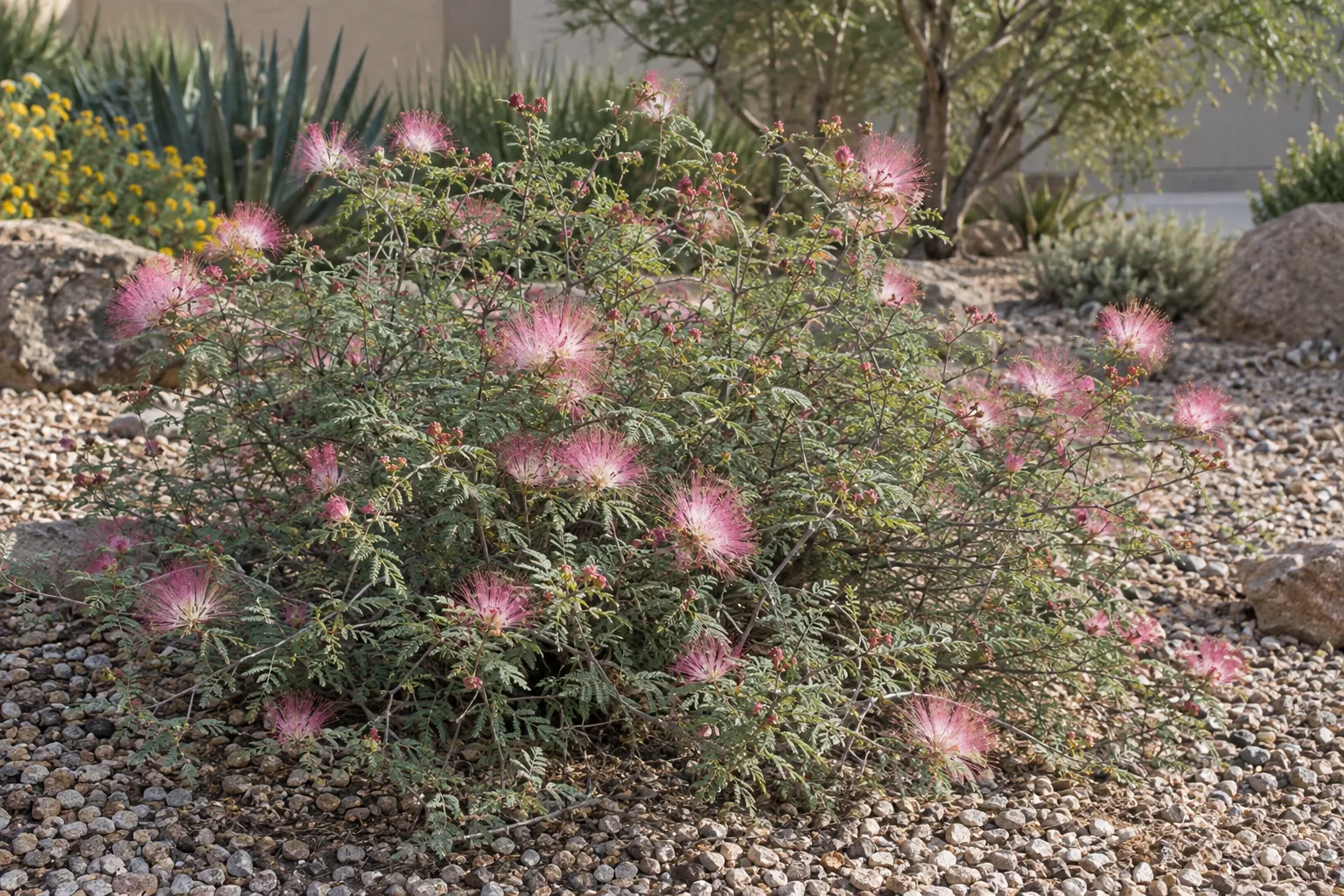 Trailing fairy duster spreading low with fernlike grey-green leaves and pink powder-puff flowers