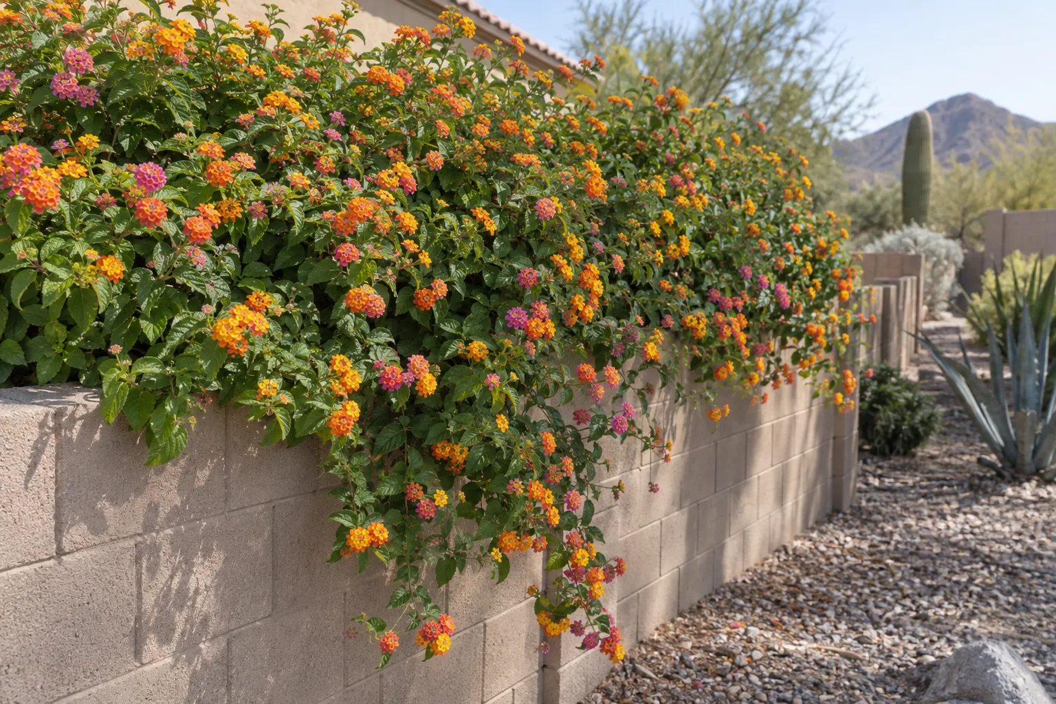 Purple trailing lantana in bloom spilling over a block wall in a desert yard
