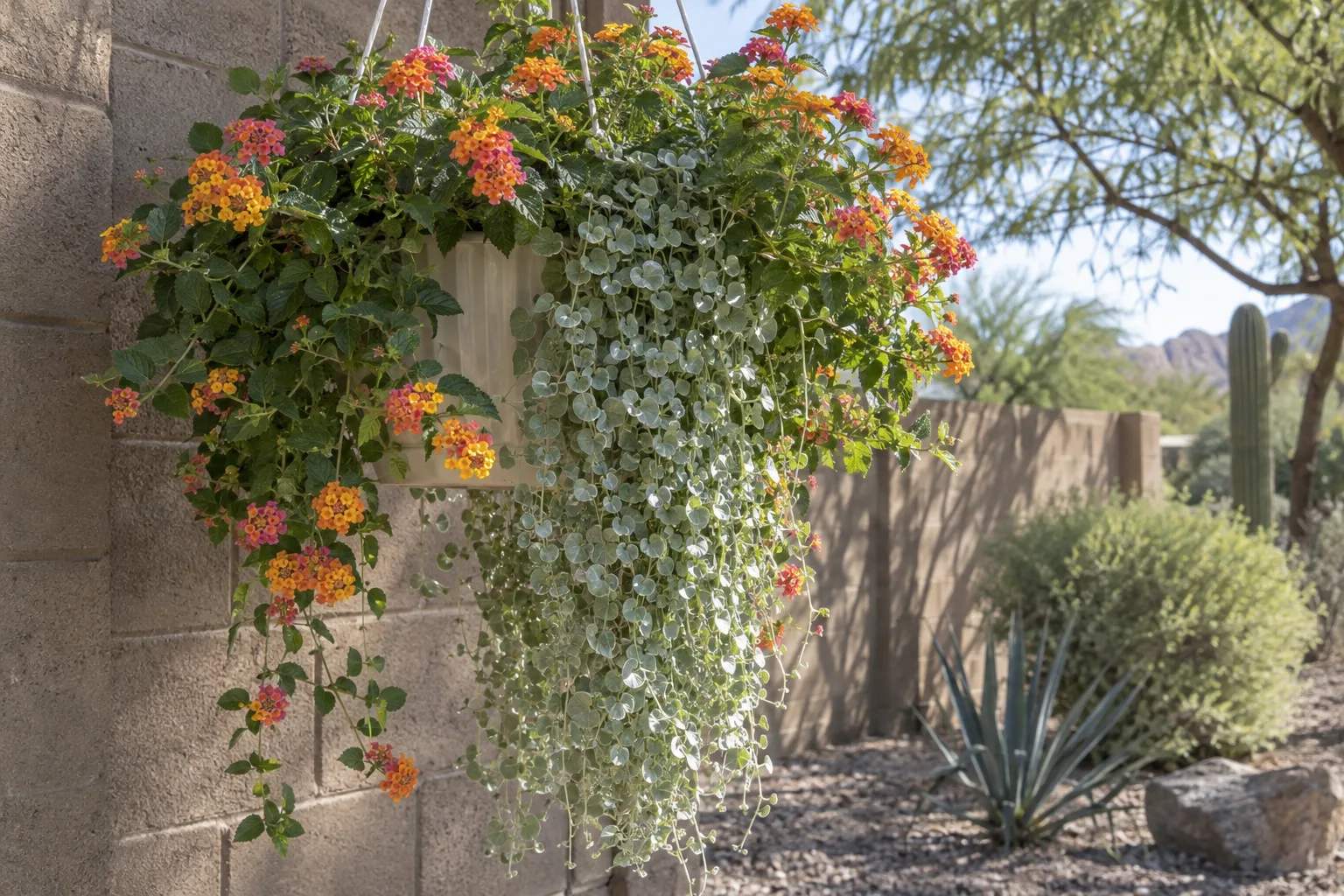 Trailing lantana and silver dichondra spilling over a basket beside a block wall