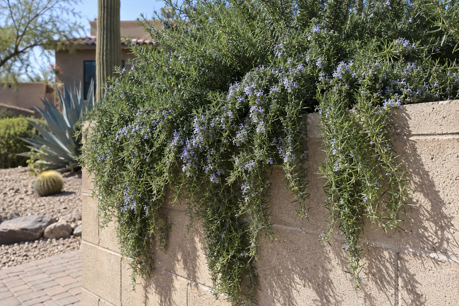 Trailing rosemary cascading over a block retaining wall in bright desert sunlight