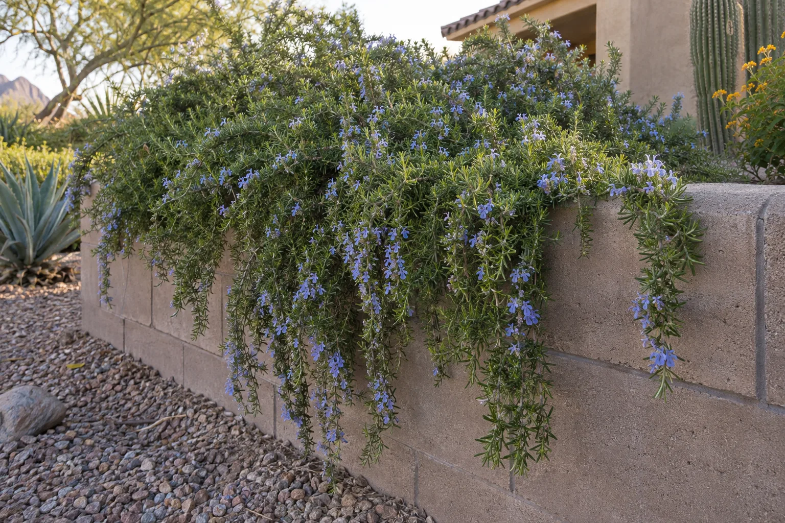 Trailing rosemary with blue flowers cascading over a low block wall