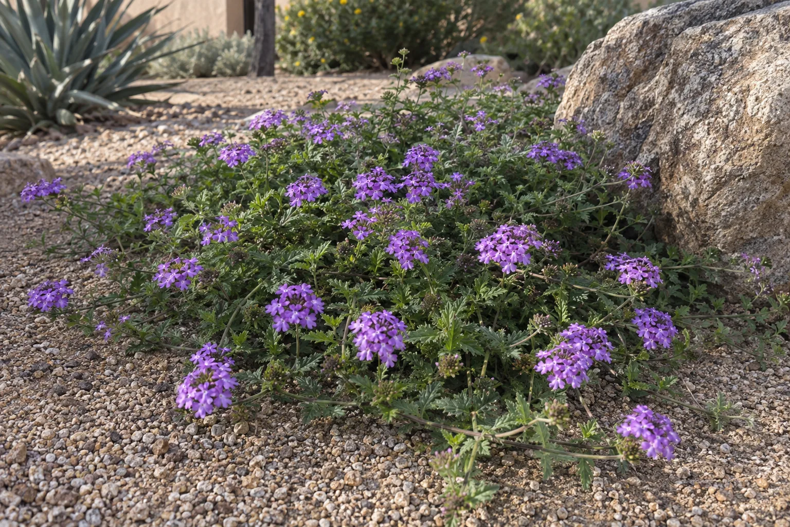 Trailing verbena with clusters of purple flowers spreading over gravel