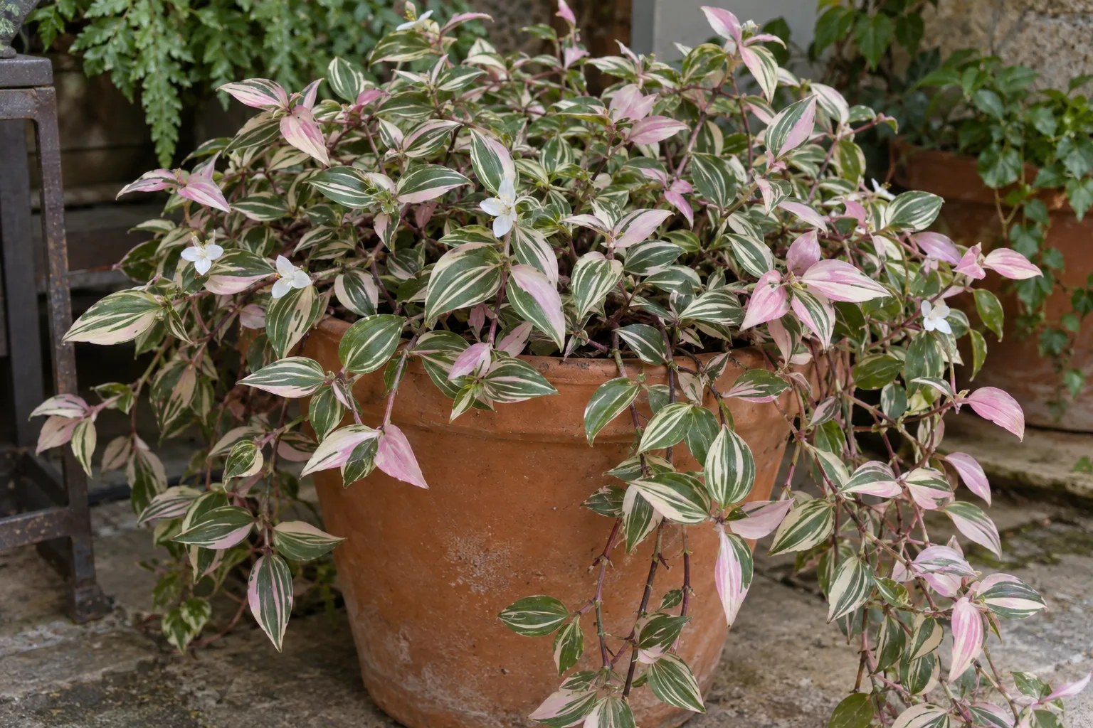 Tricolor spiderwort with green, cream and pink striped leaves trailing from a terracotta pot