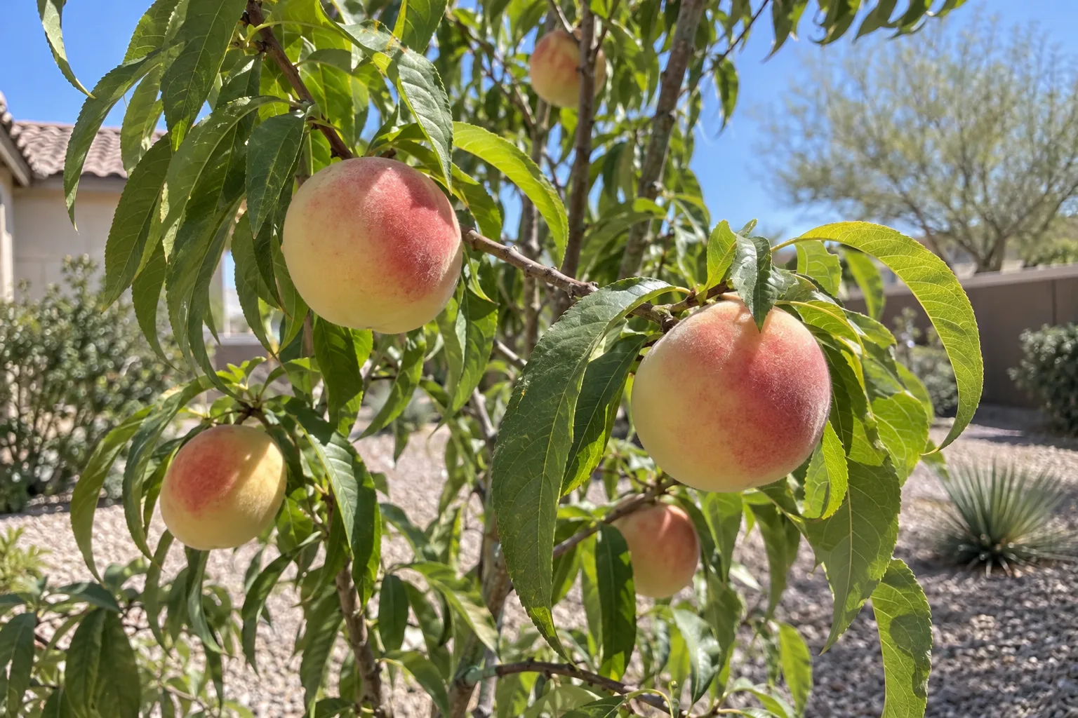 Tropic Snow peach tree with ripe creamy-yellow peaches showing a rosy blush