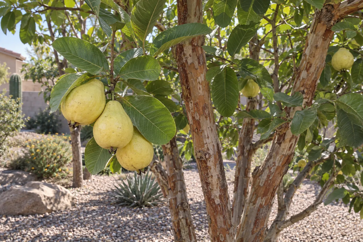 Tropical Red guava tree with pear-shaped light yellow fruit and veined green leaves