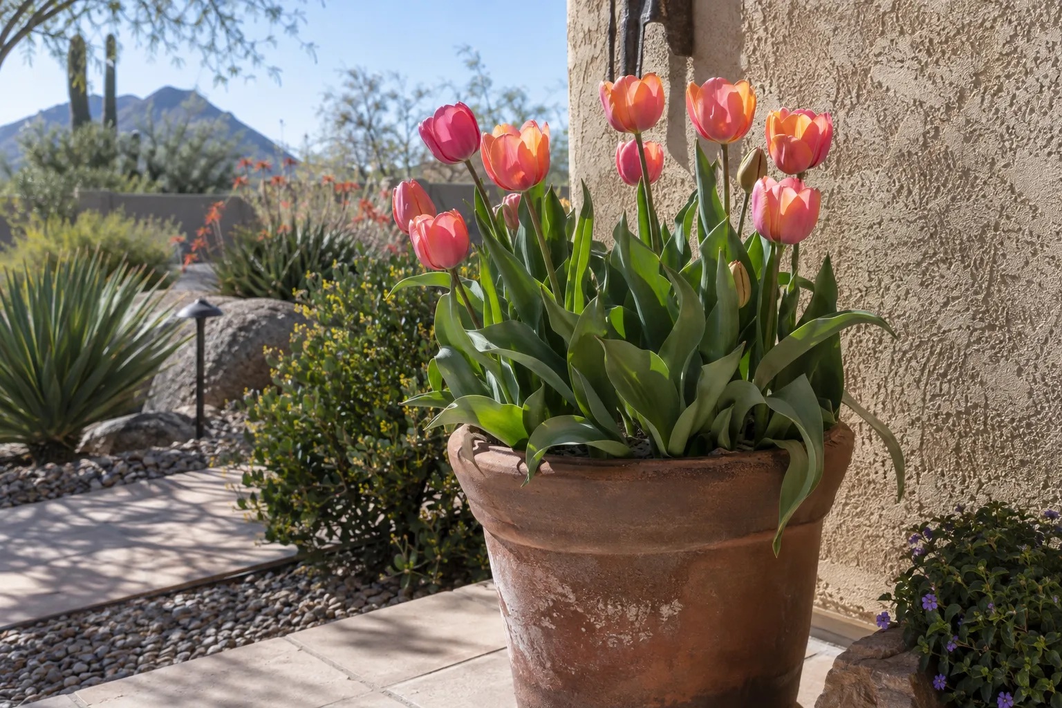 Tulips blooming in a large pot beside a stucco wall at a Queen Creek home