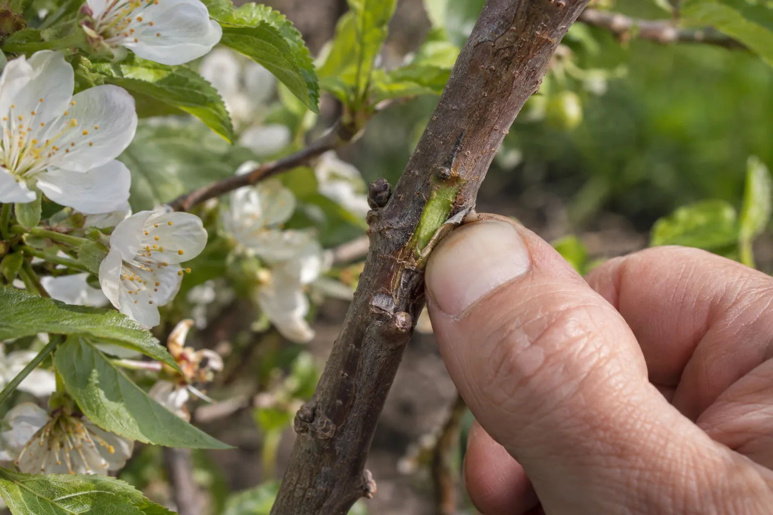Fingernail scratch on a twig revealing green living tissue beneath the bark