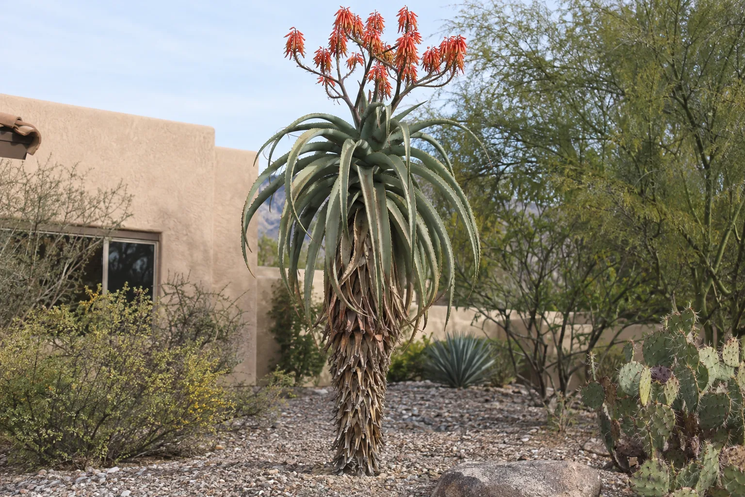 Vaombe aloe tree with a single trunk, arching grey-green leaves and red-orange flowers in a gravel yard