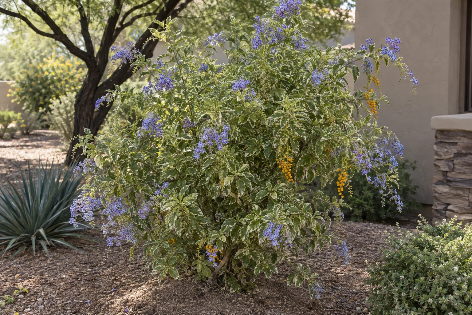 Variegated sky flower shrub with cream-edged leaves and lavender-blue flower sprays in a gravel bed