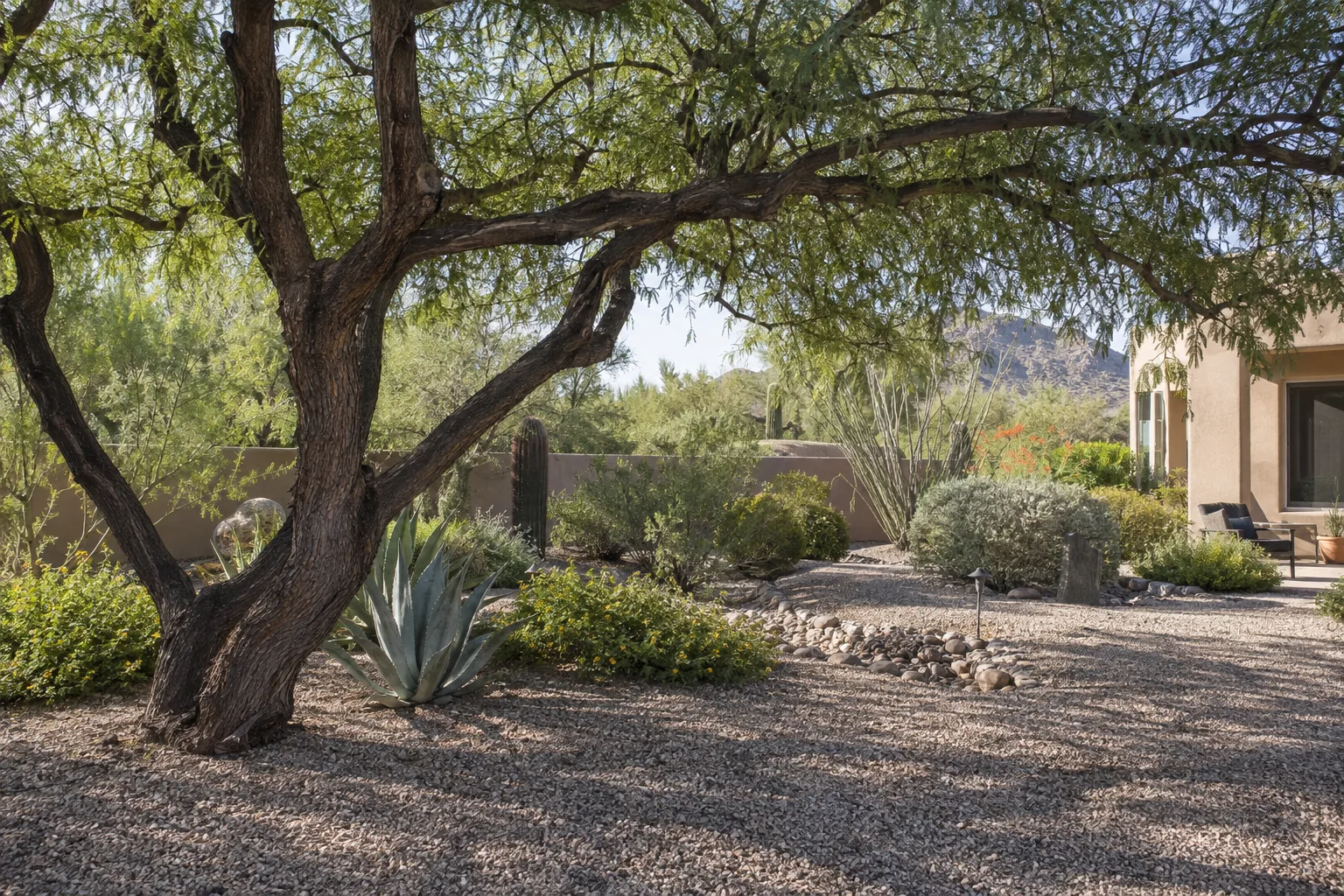 Velvet mesquite tree casting light dappled shade over decomposed granite in a Queen Creek yard