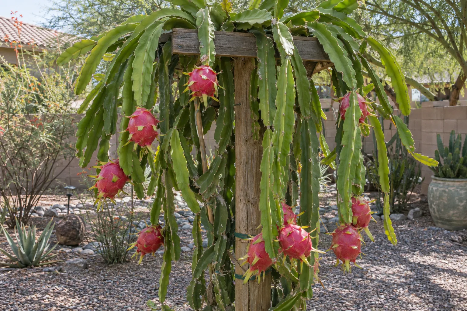Vietnamese dragon fruit cactus on a post with three-sided green stems and magenta-red scaly fruit