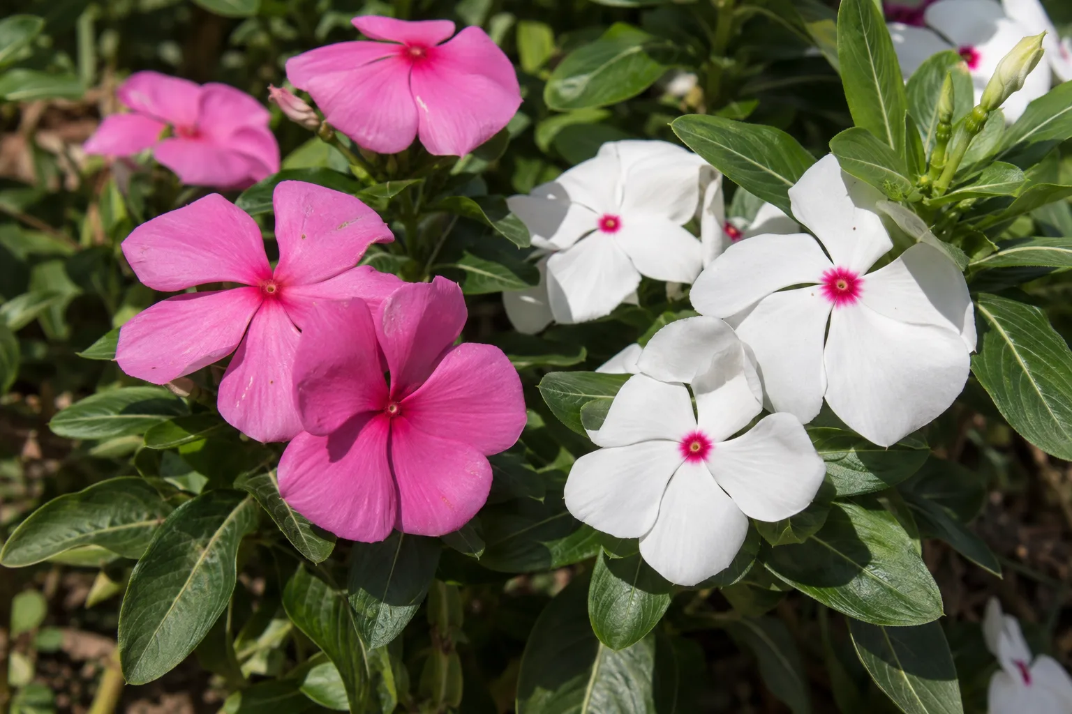 Pink and white vinca blooms with glossy green leaves in bright desert sunlight