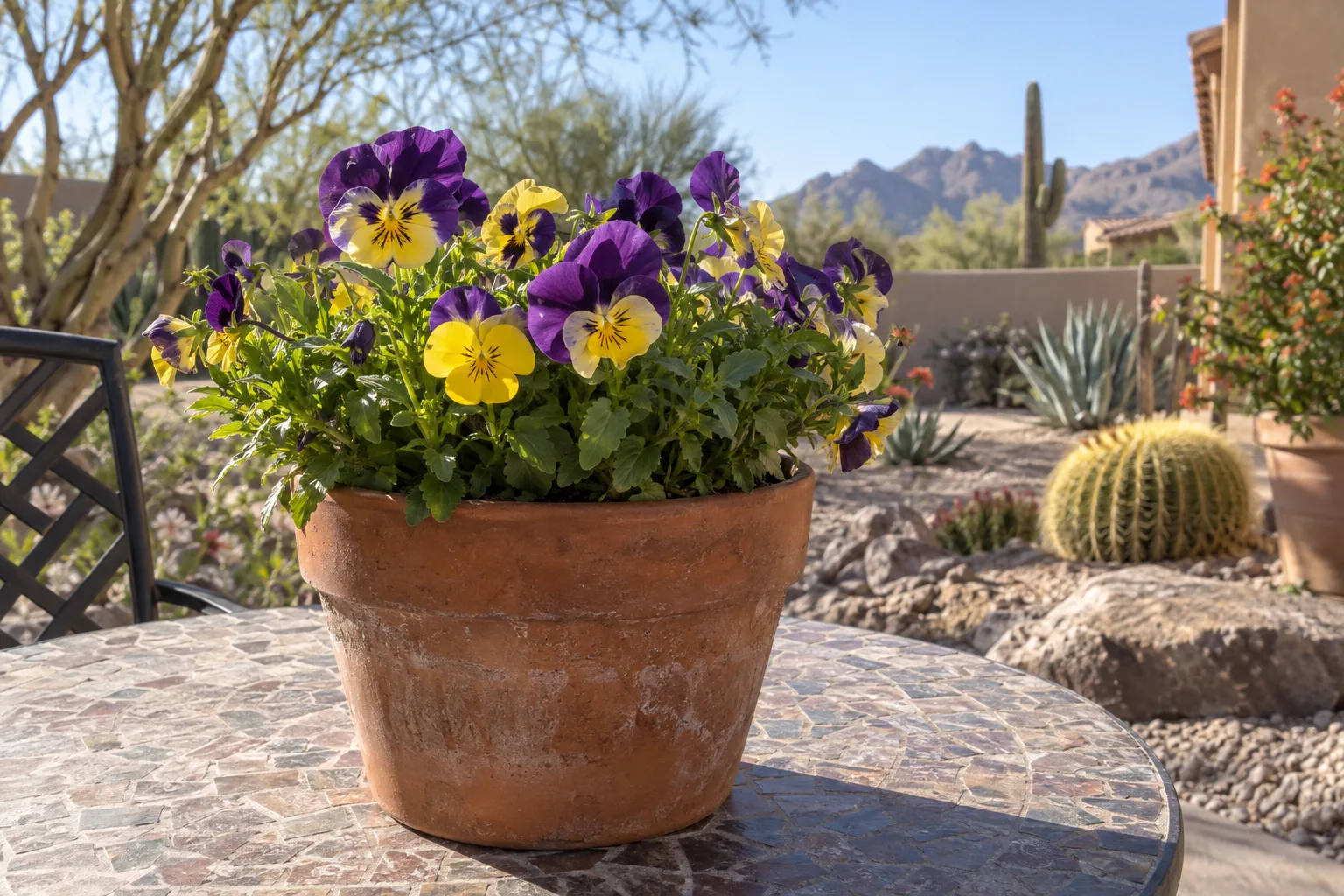 Container of purple and yellow violas in bloom on a sunny Arizona patio