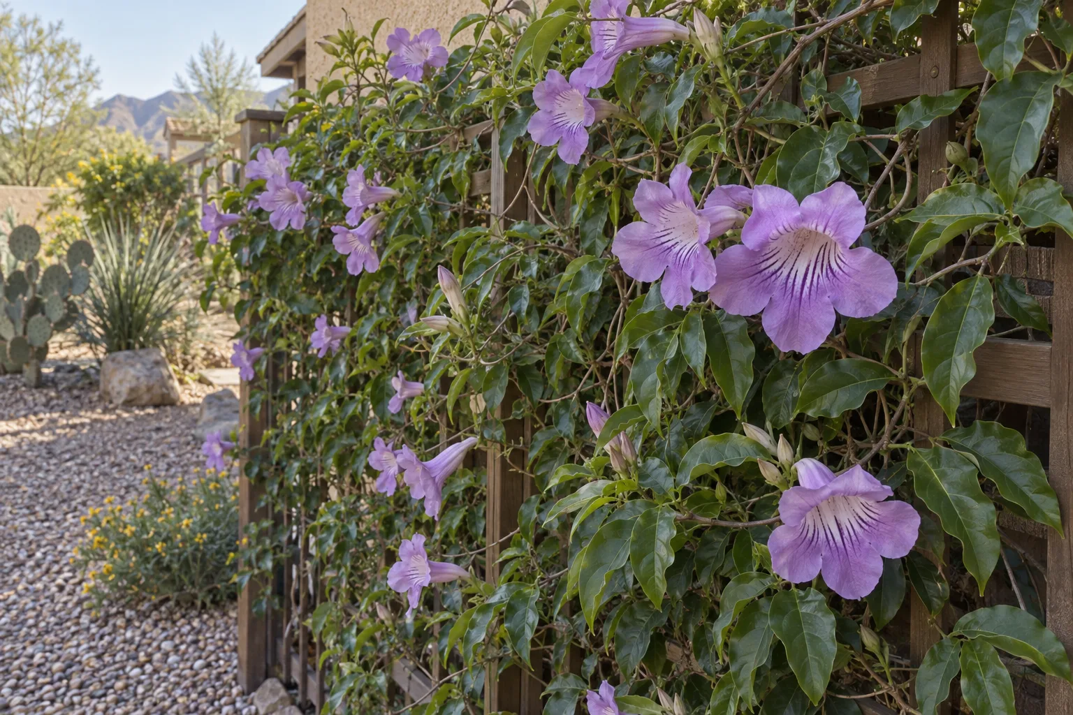 Violet trumpet vine on a fence trellis with lavender-violet trumpet flowers veined in purple