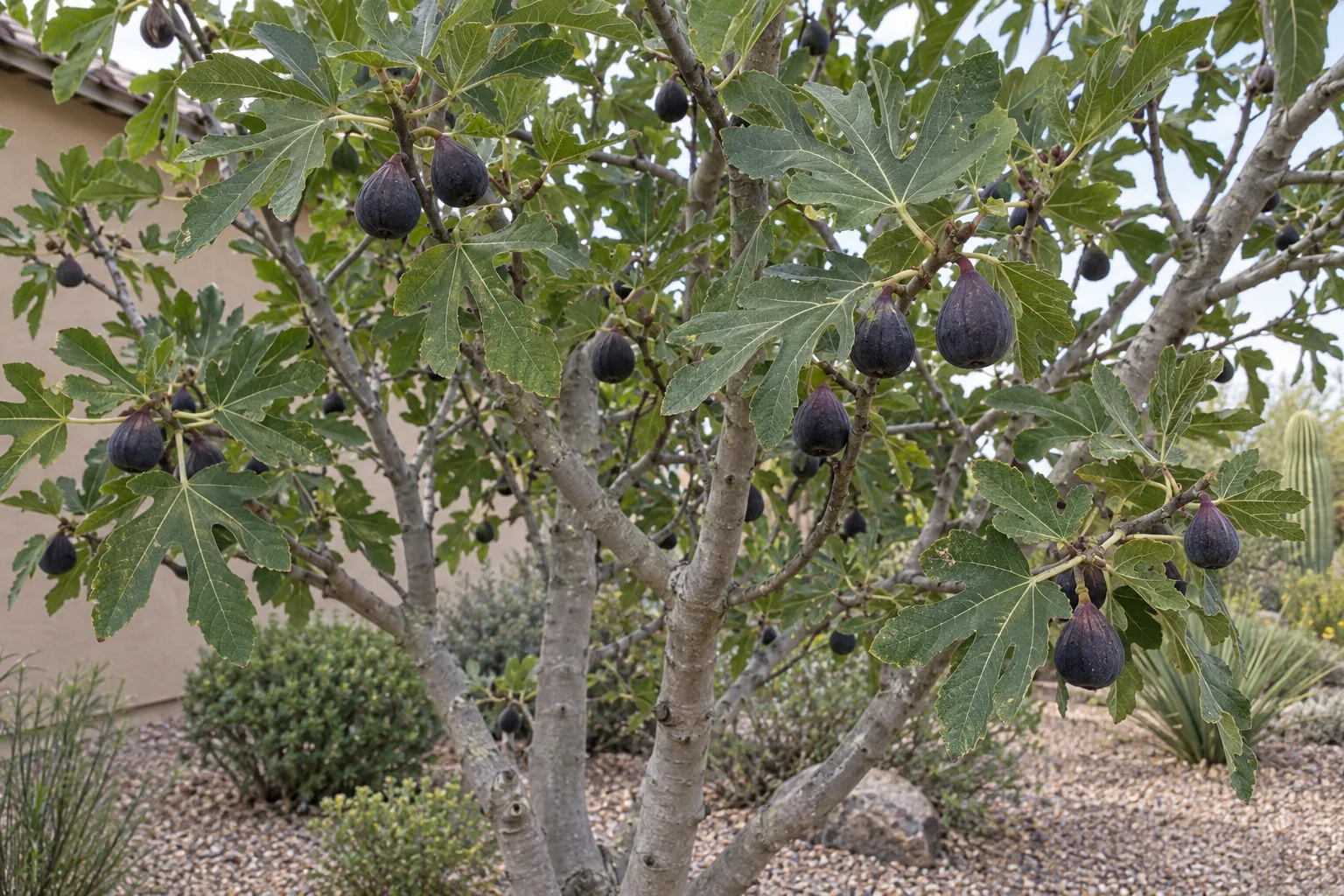 Violette de Bordeaux fig tree with deeply lobed leaves and small dark purple-black figs