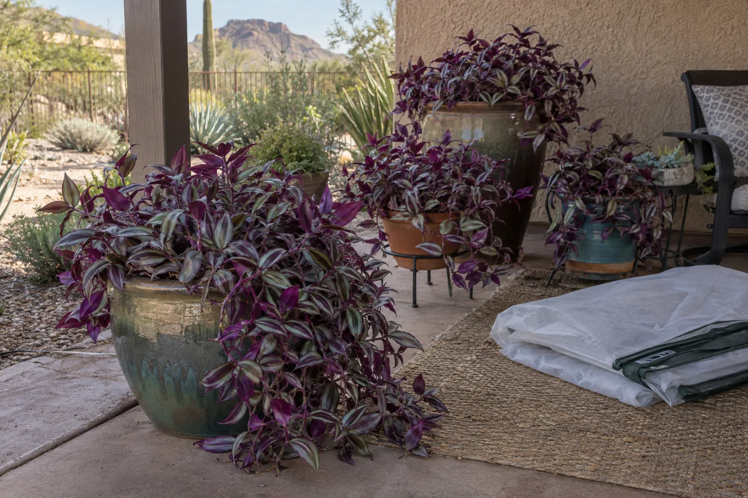 Wandering jew pots grouped under a covered patio beside folded frost cloth in Queen Creek