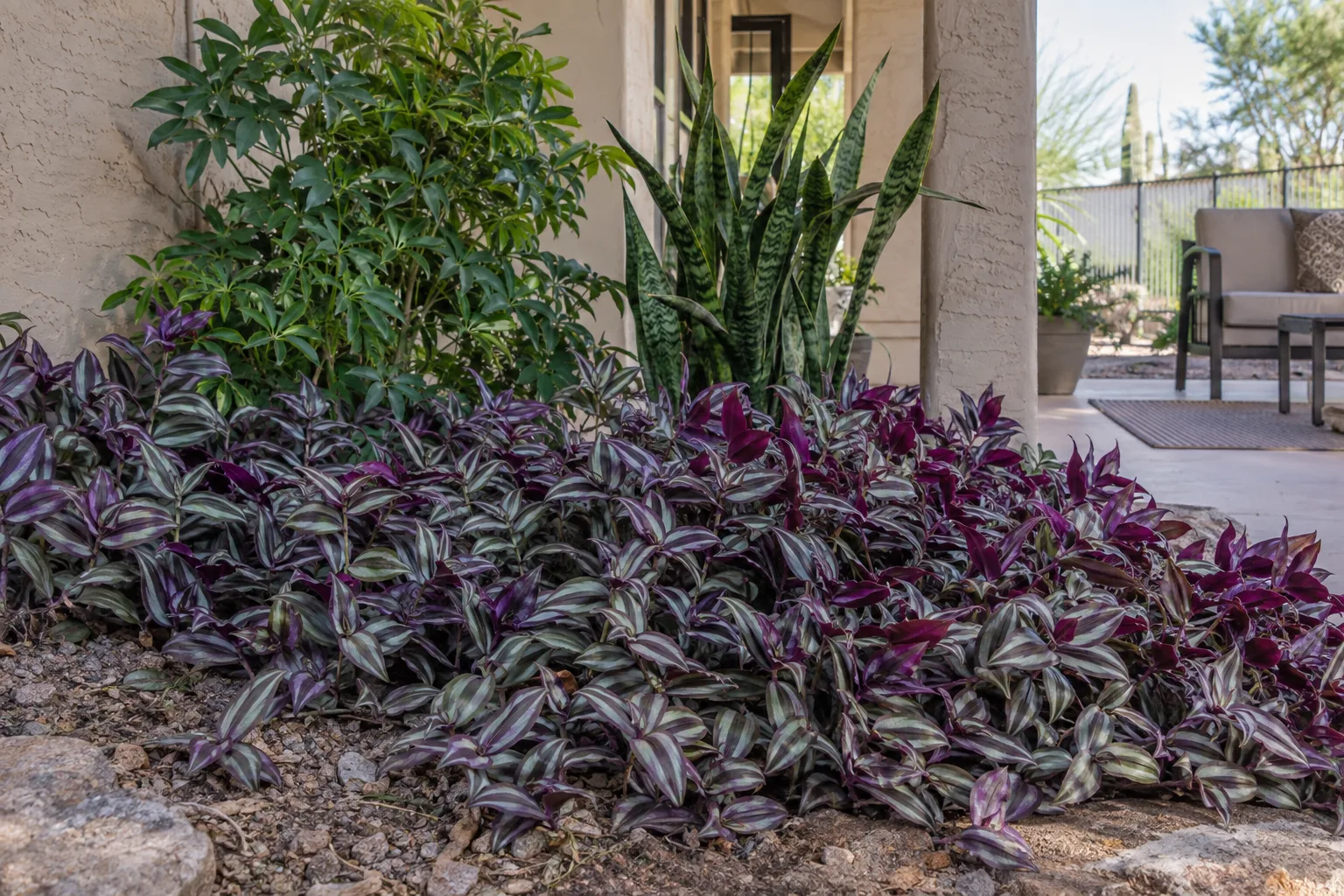 Purple and silver Wandering Jew spreading beneath shade with taller green companions behind