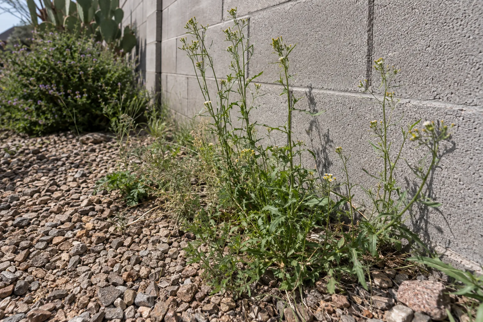 Weeds pushing up through decorative gravel beside a block wall in a desert yard