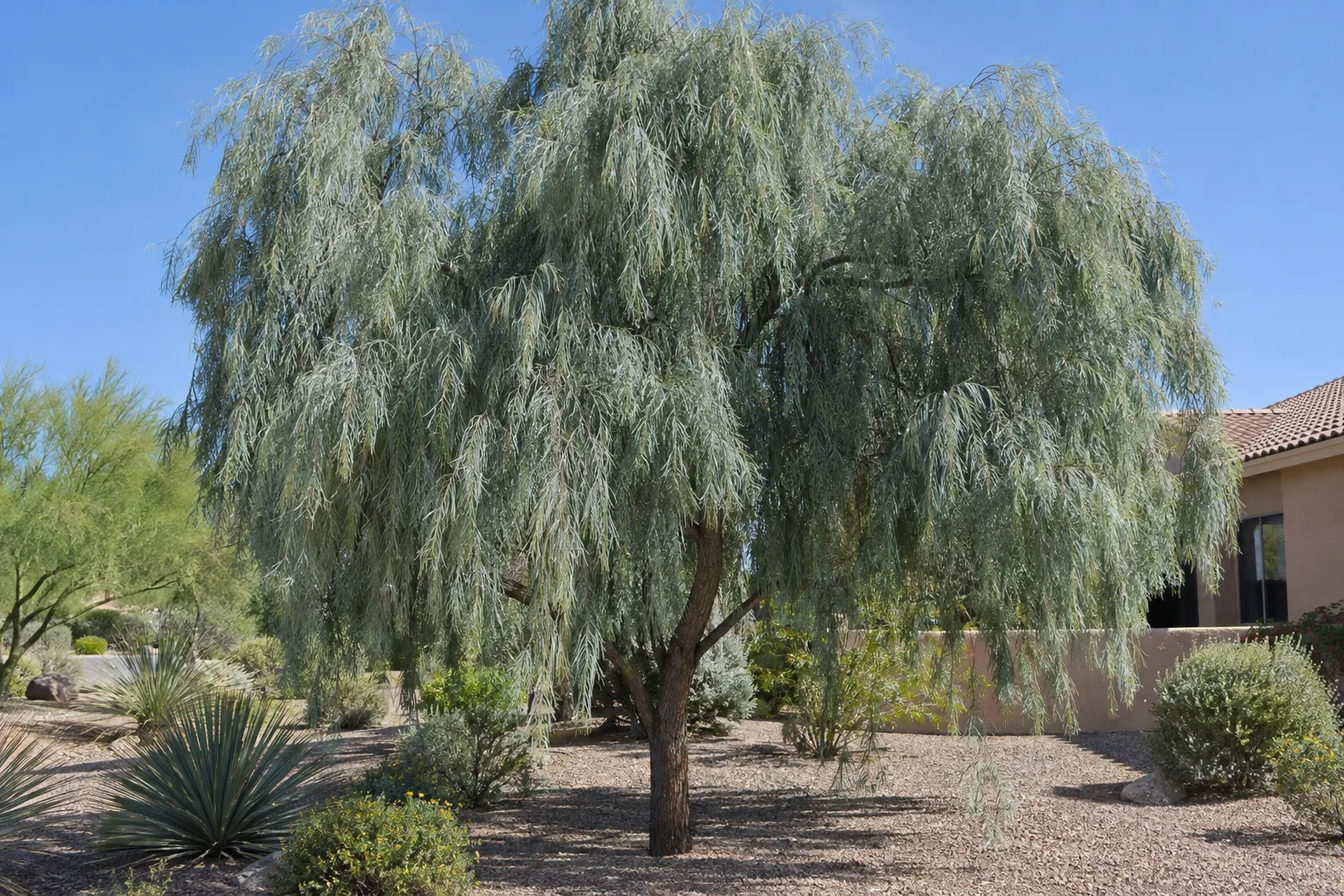 Weeping acacia, a single-trunk tree with hanging curtains of narrow silvery blue-gray leaves, in a gravel yard