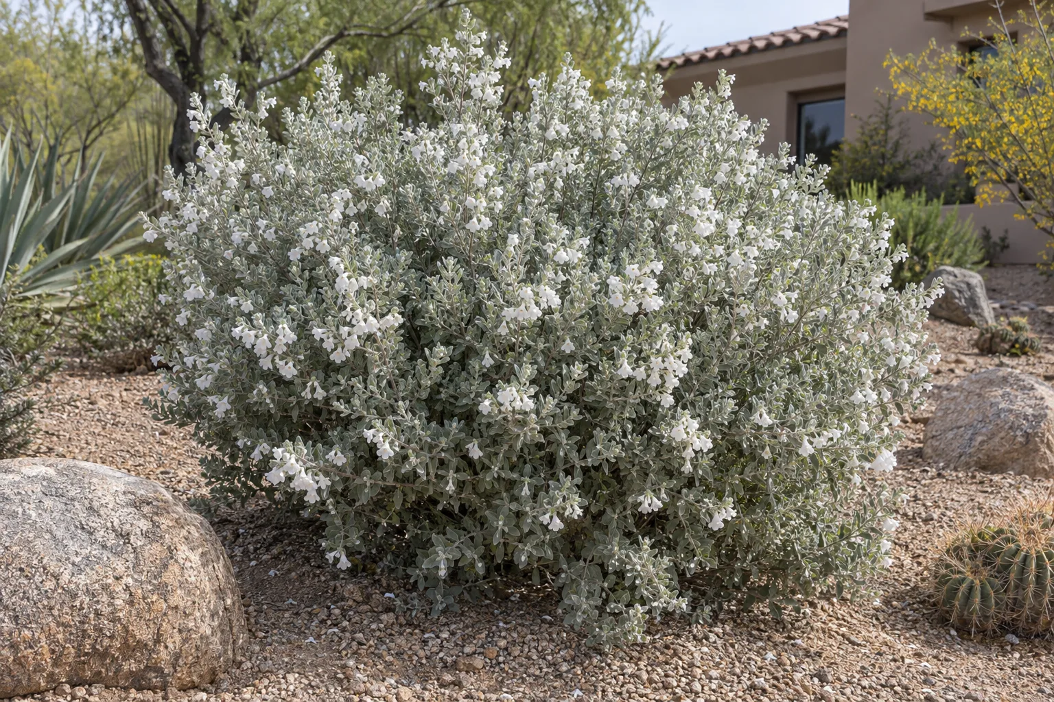 White Cloud sage shrub with silvery gray foliage and white flowers in a gravel bed with boulders