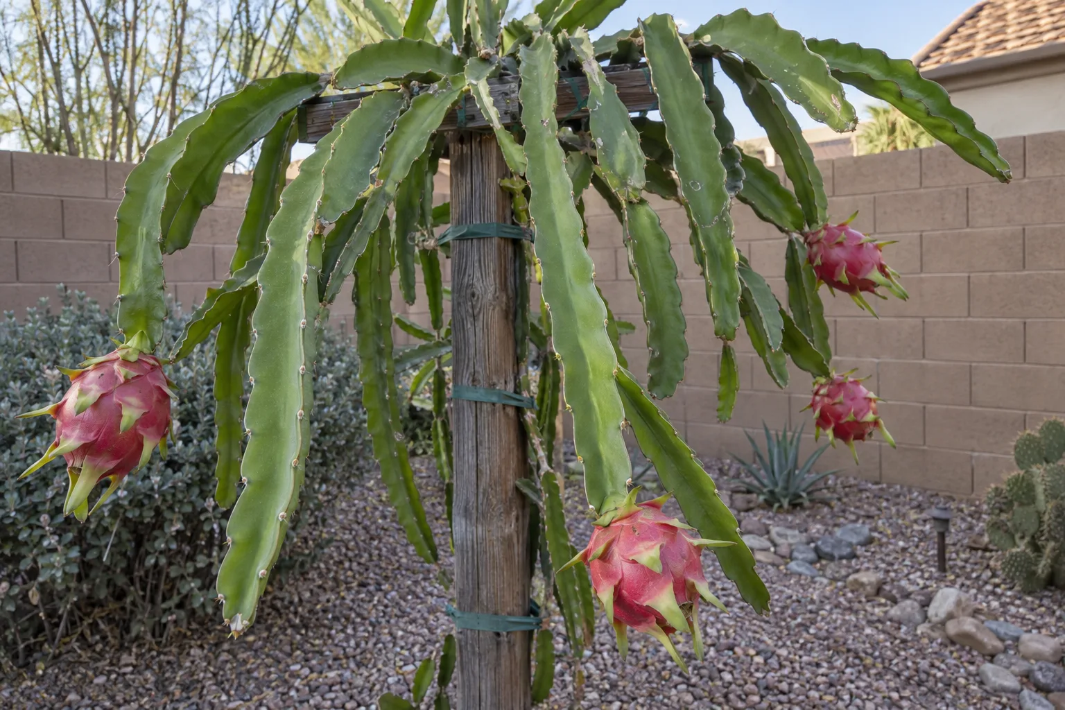 White dragon fruit cactus vine on a trellis with pink-red fruit at the ends of green three-winged stems