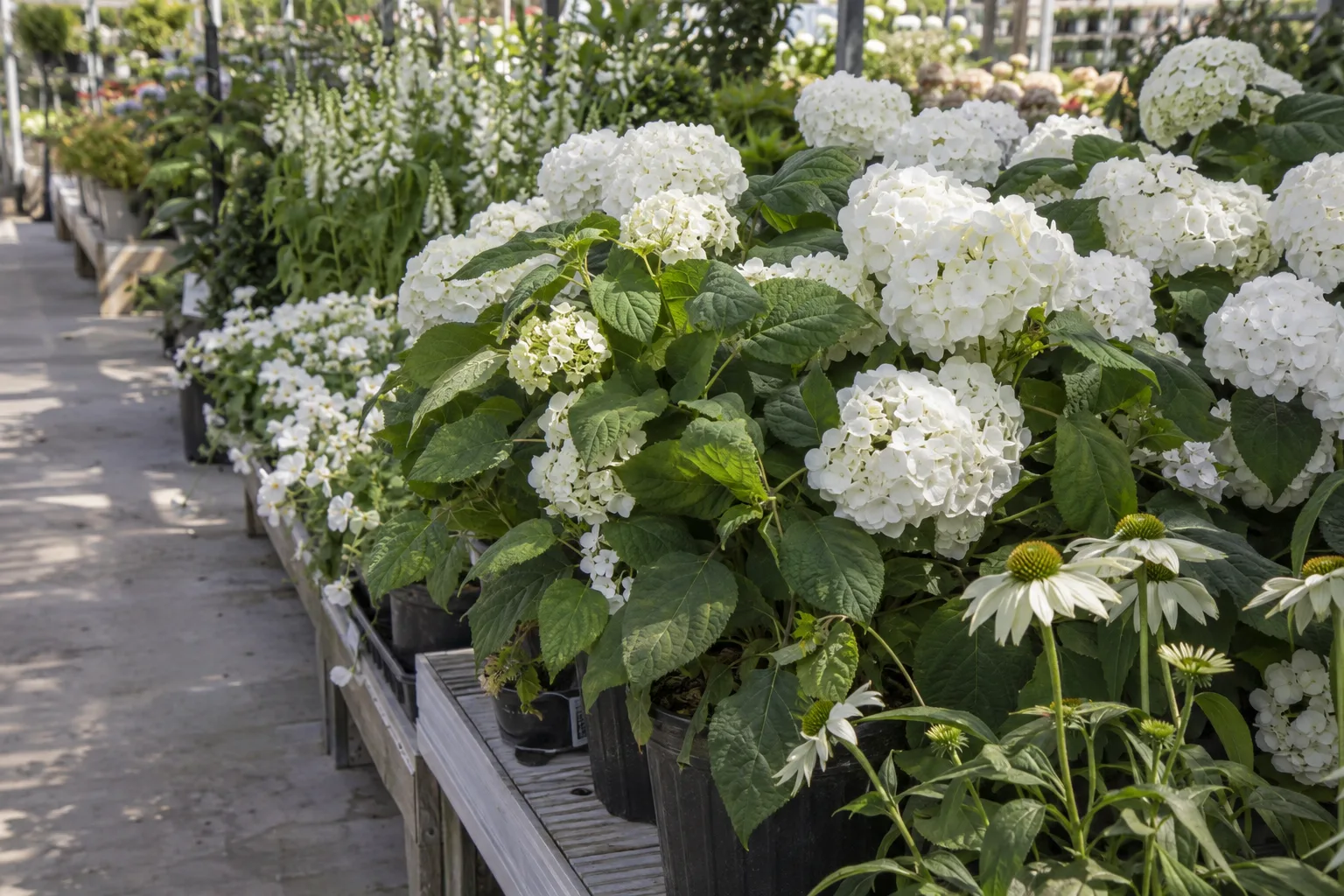 White flowering desert plants arranged in pots at Desert Horizon Nursery in Queen Creek