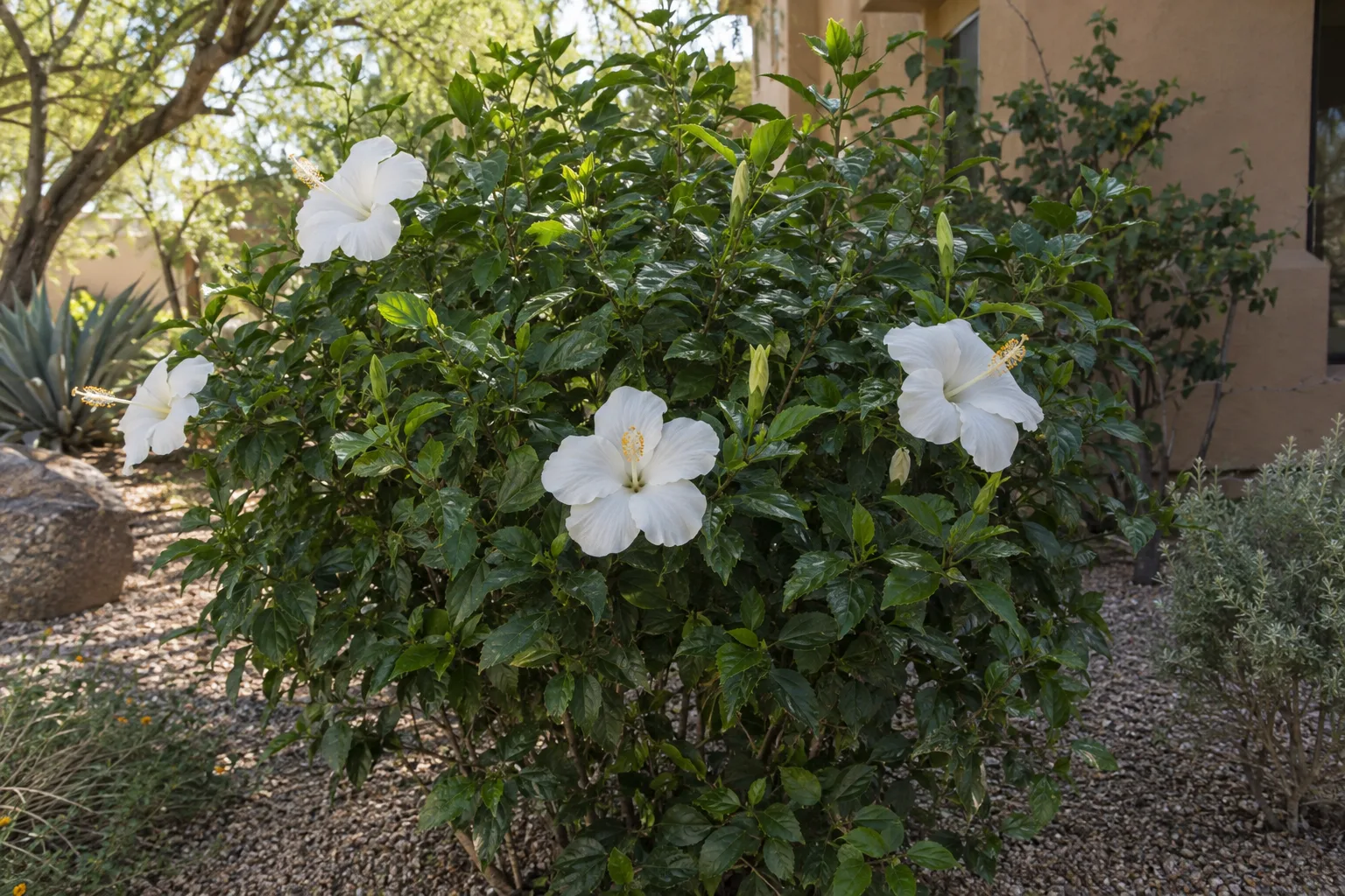 White hibiscus shrub with glossy dark green leaves and large single white flowers in a garden bed