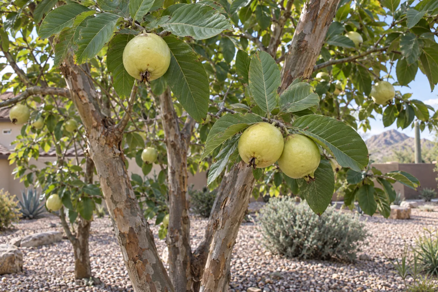 White Indian guava tree with round pale greenish-yellow fruit and veined green leaves