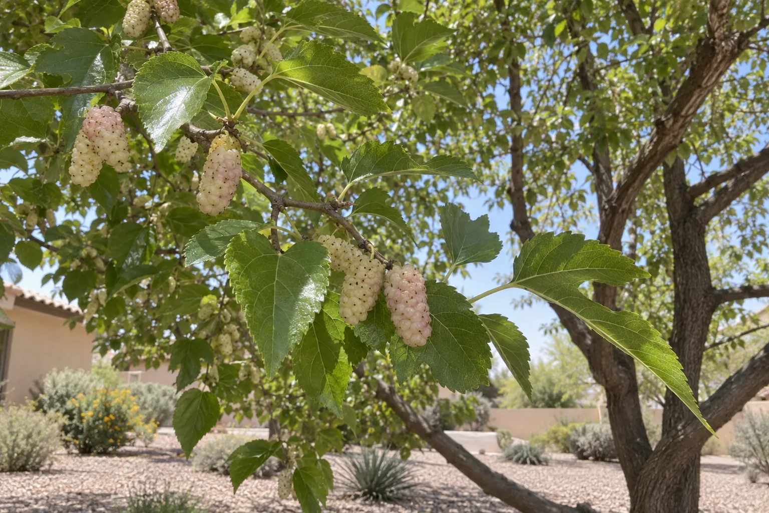 White mulberry tree with glossy lobed light green leaves and small creamy white berries