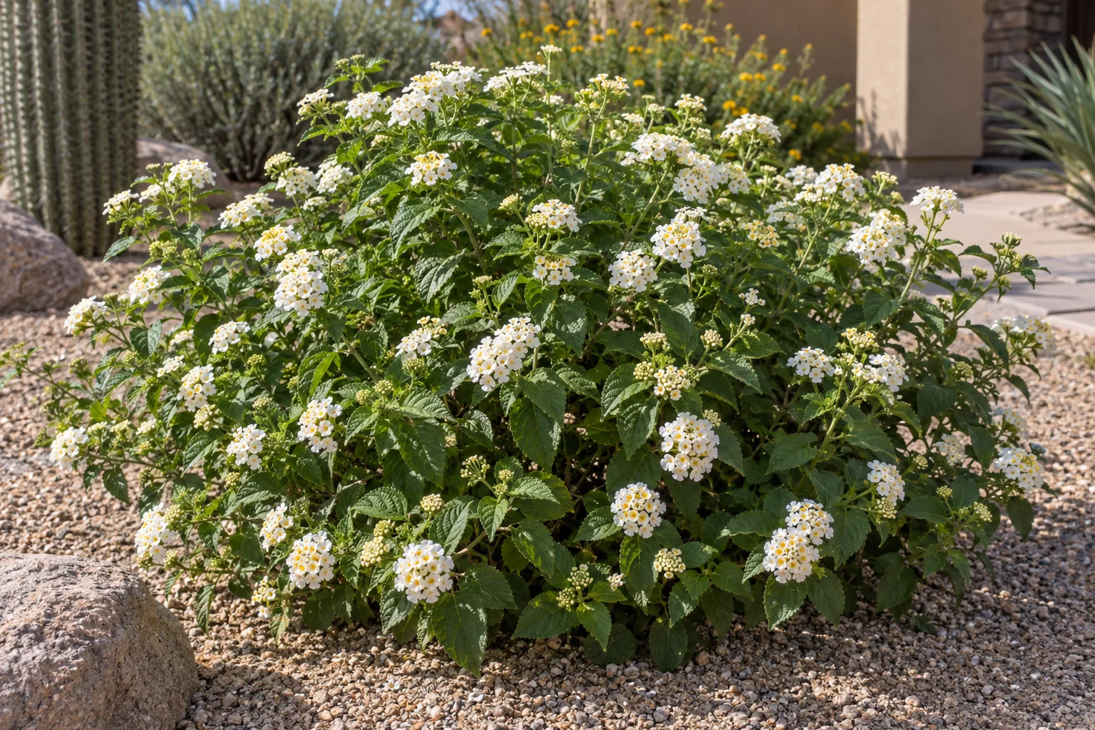White Pearl lantana mound covered with pearl-white flower clusters in a sunny gravel bed