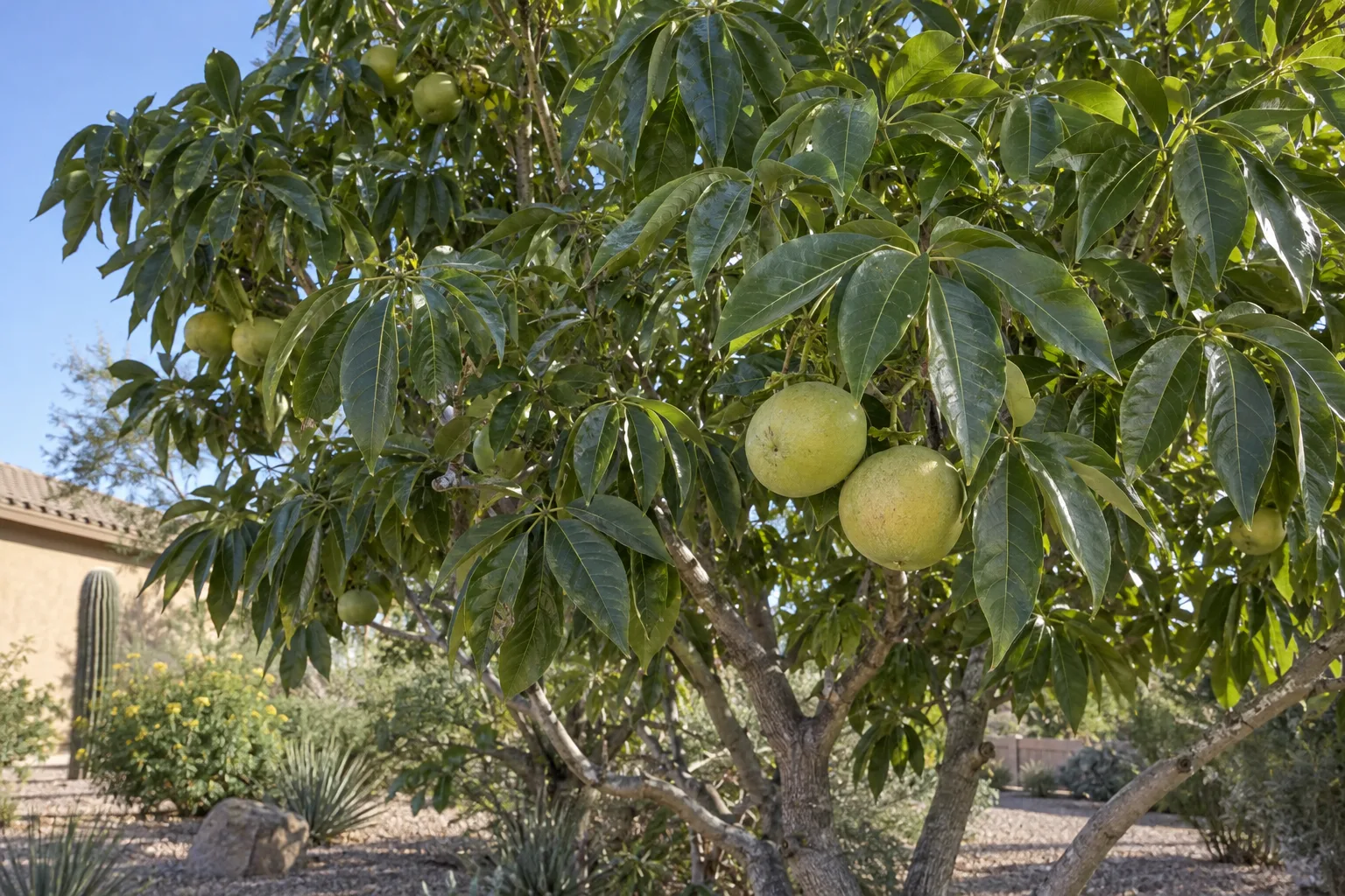 Suebelle white sapote tree with glossy hand-shaped leaves and round yellow-green fruit