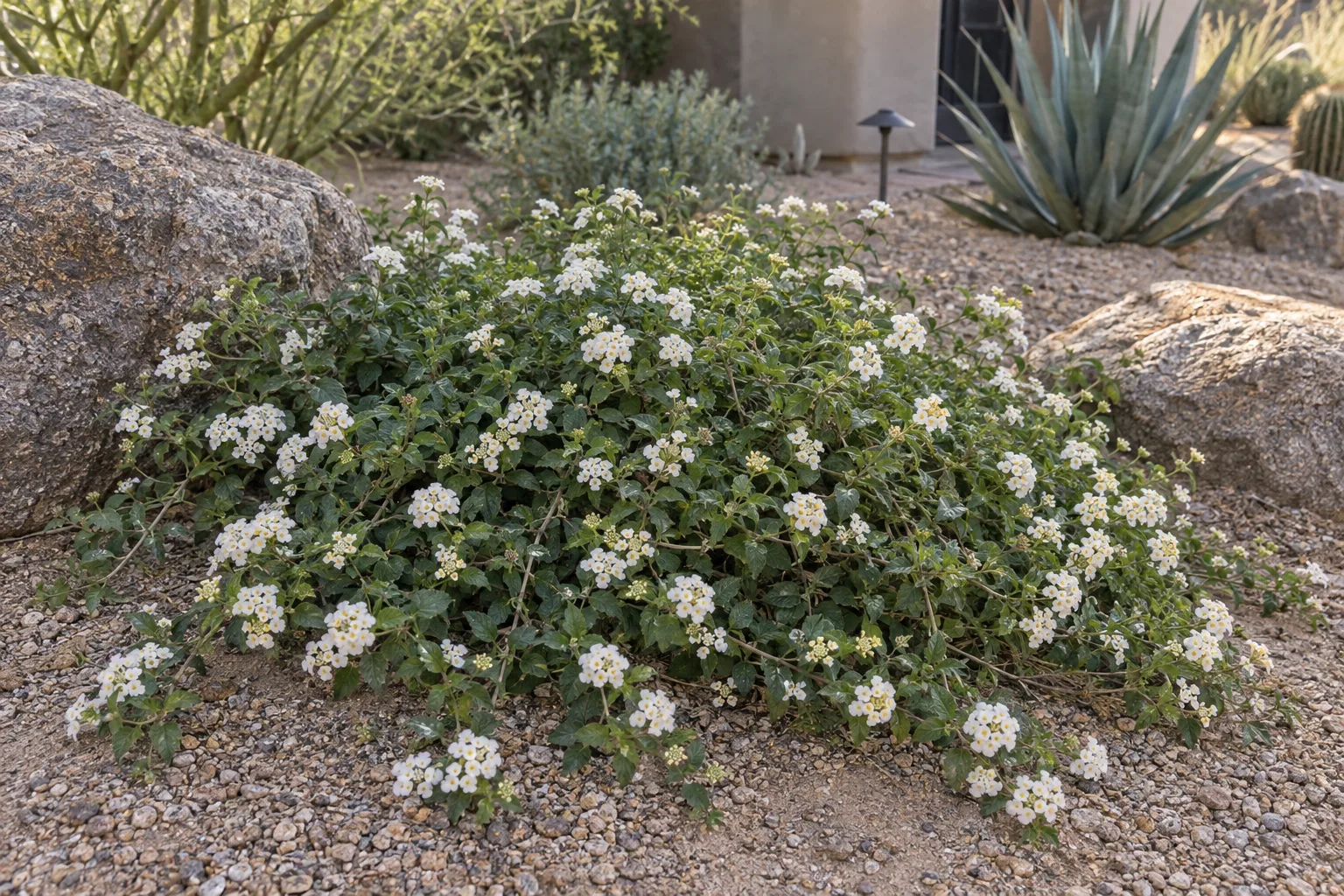 White trailing lantana groundcover covered in clusters of small white flowers