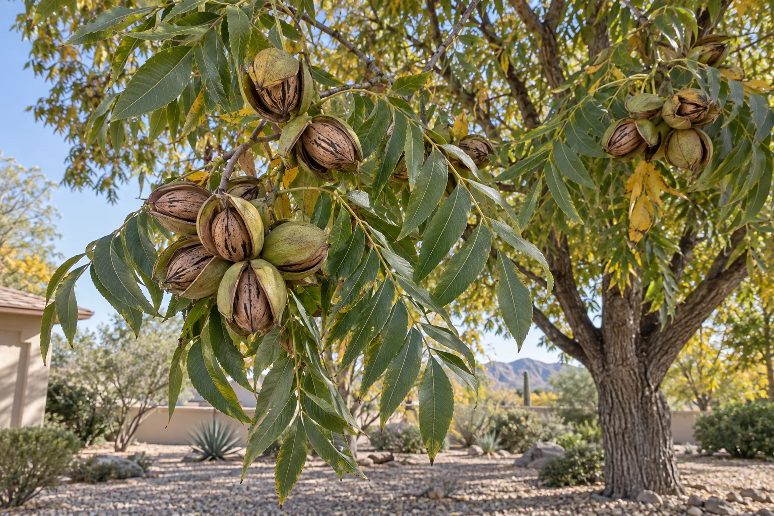 Wichita pecan tree with feathery green leaves and heavy clusters of husks opening to show brown nuts