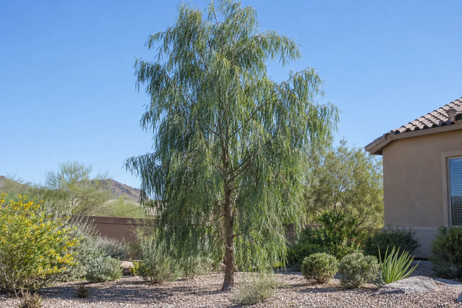 Willow acacia, a tall slender evergreen tree with drooping narrow blue-green leaves, in a gravel yard