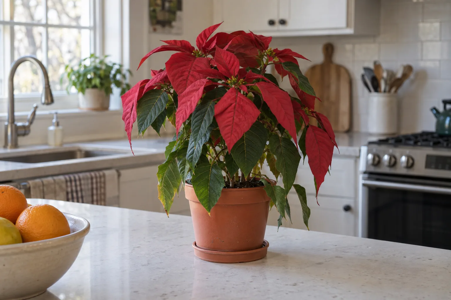 Drooping red poinsettia in a nursery pot on a sunny kitchen counter