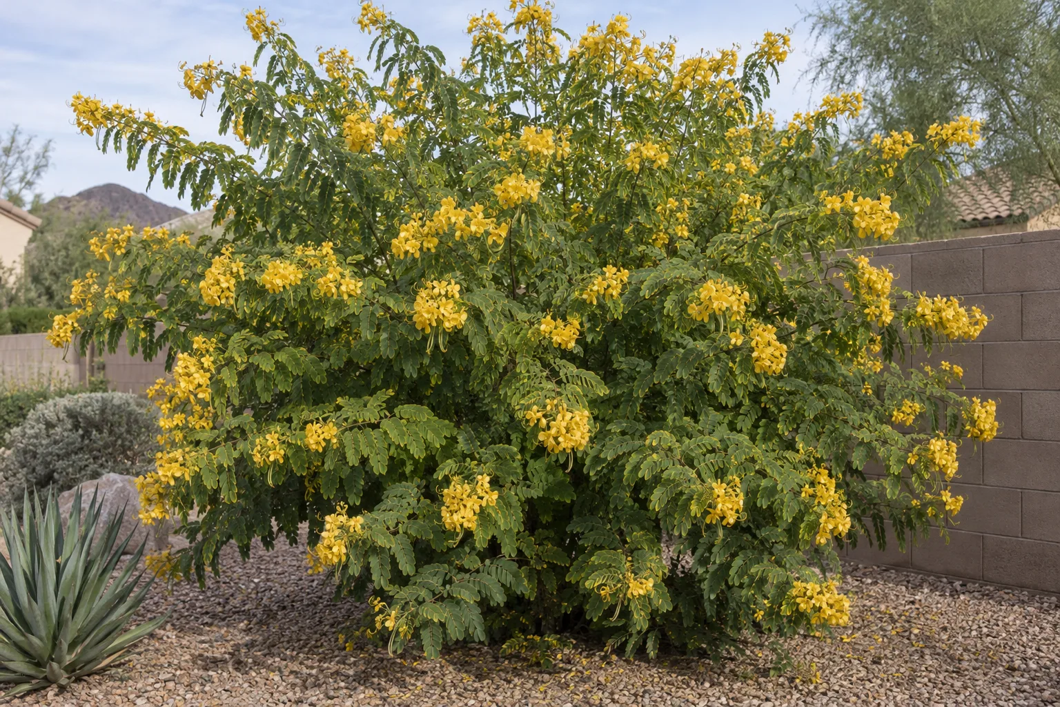 Winter cassia shrub with arching branches and abundant golden-yellow flowers beside a block wall