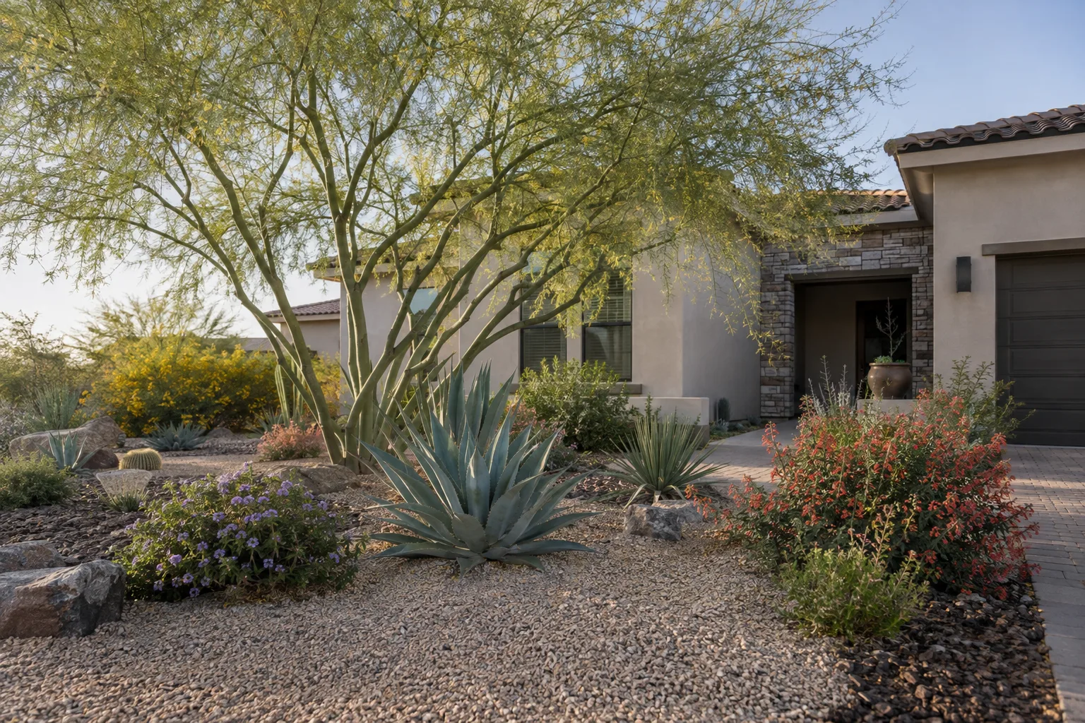 Low-water front yard with palo verde, agave and flowering shrubs in full sun