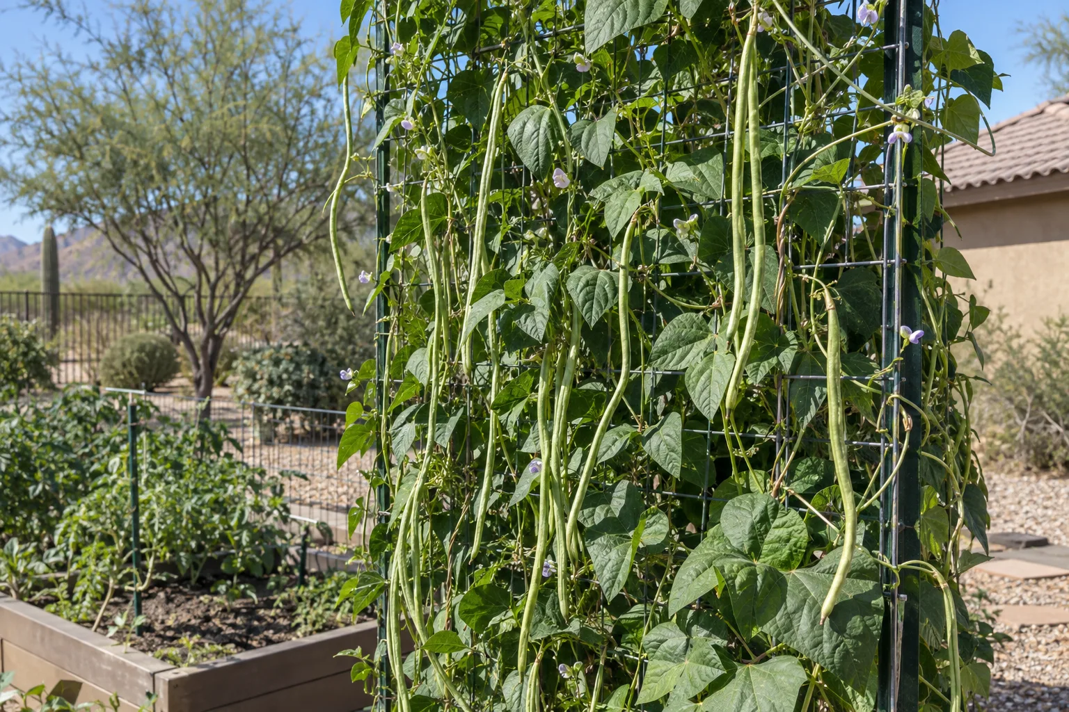 Yard-long bean vines climbing a tall trellis with slender pods hanging down