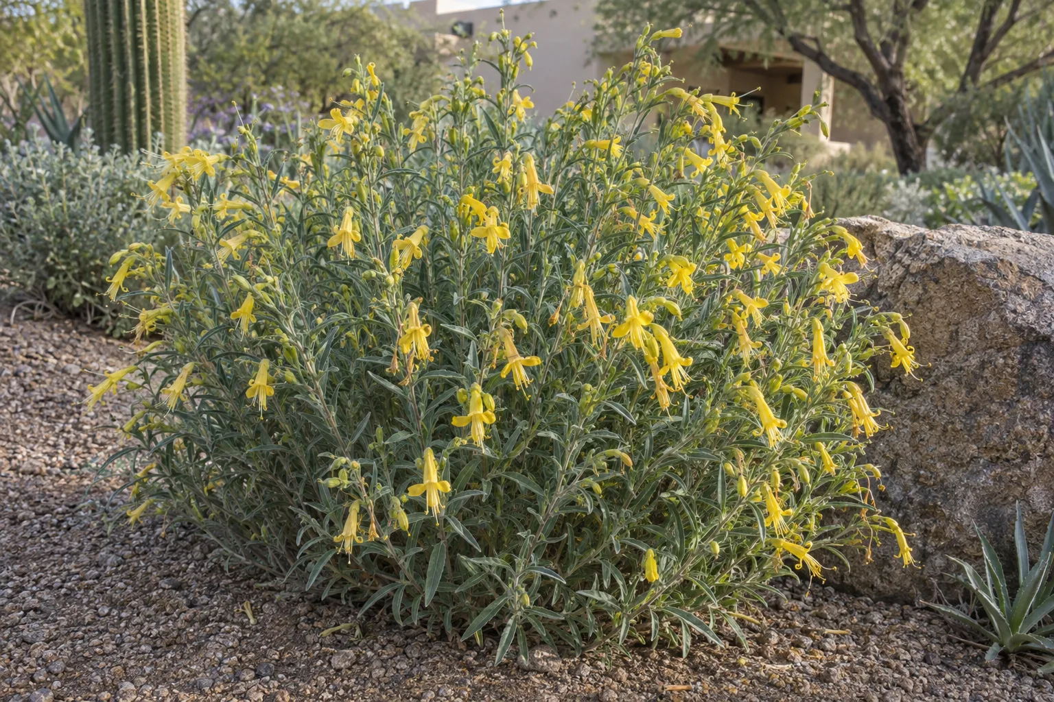 Yellow Blaze eremophila shrub with narrow grey-green leaves and yellow tubular flowers