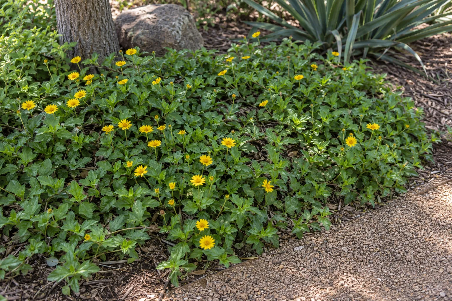 Yellow dot groundcover with glossy three-lobed leaves and yellow daisy-like flowers