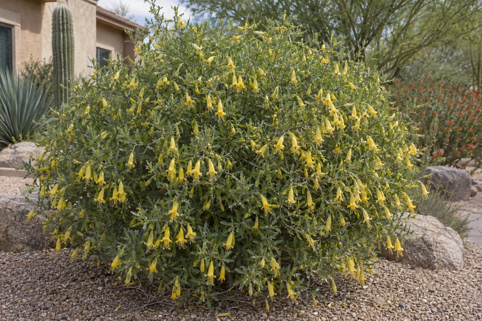 Yellow emu bush with narrow grey-green leaves and hanging yellow tubular flowers in a gravel bed