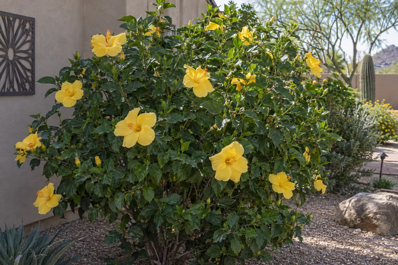 Yellow hibiscus shrub with glossy dark green leaves and large single yellow flowers beside a courtyard wall