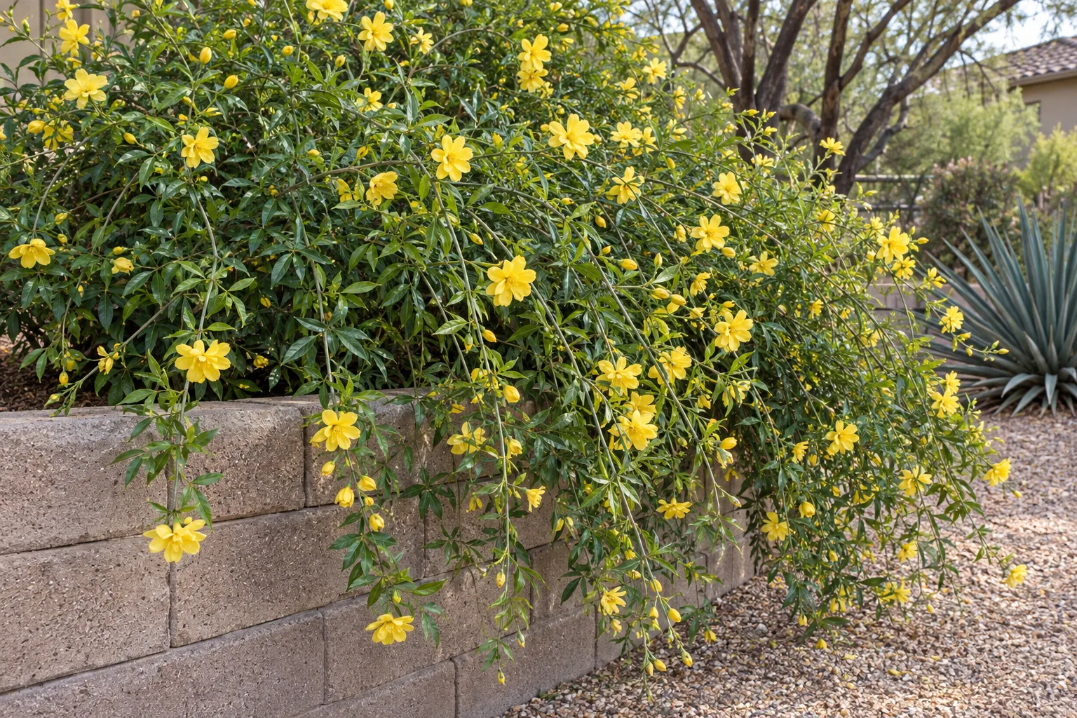 Yellow jasmine shrub with arching green canes and lemon-yellow flowers cascading over a low wall