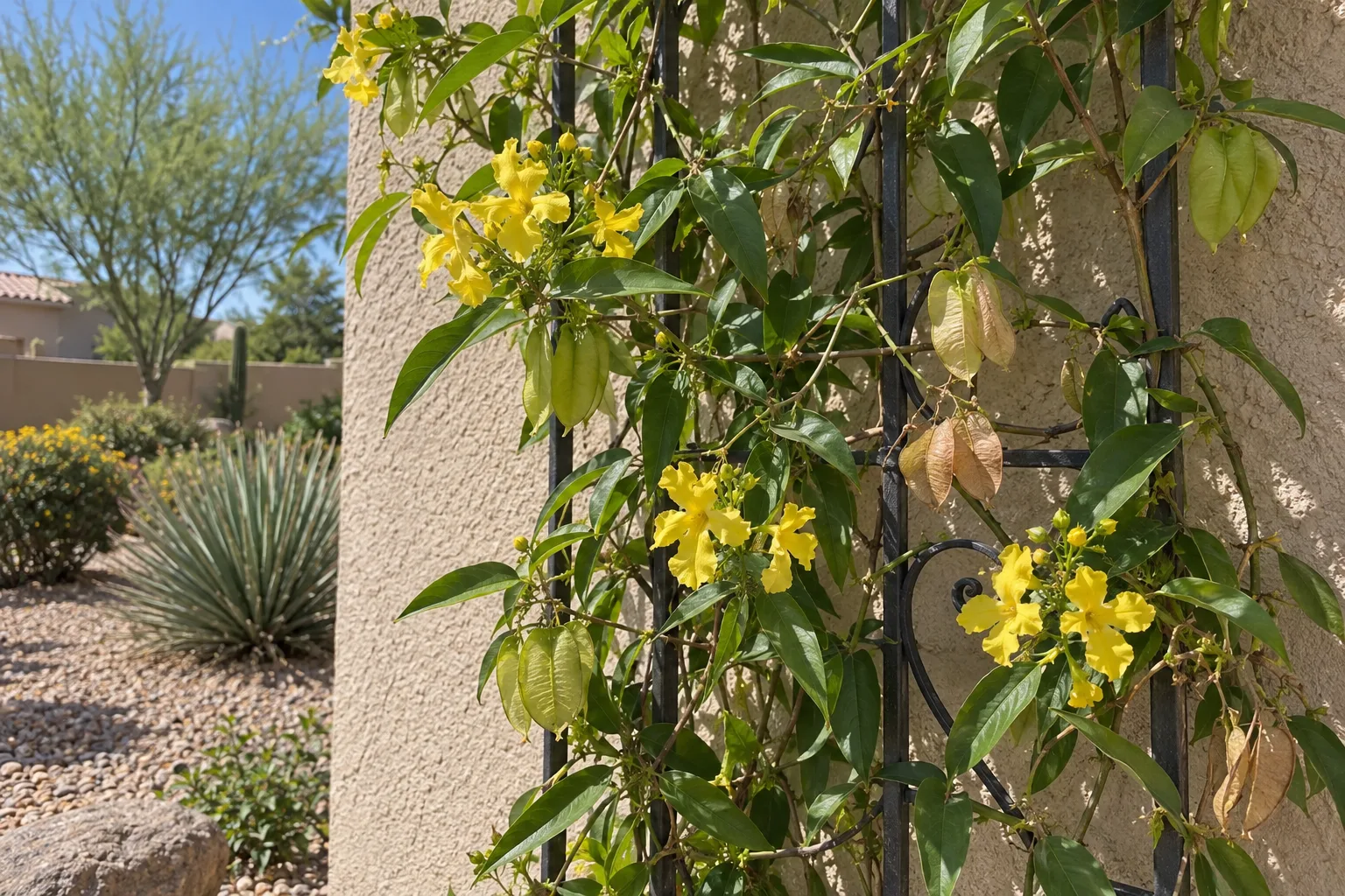 Yellow orchid vine on a trellis with bright yellow flowers and butterfly-shaped tan seedpods