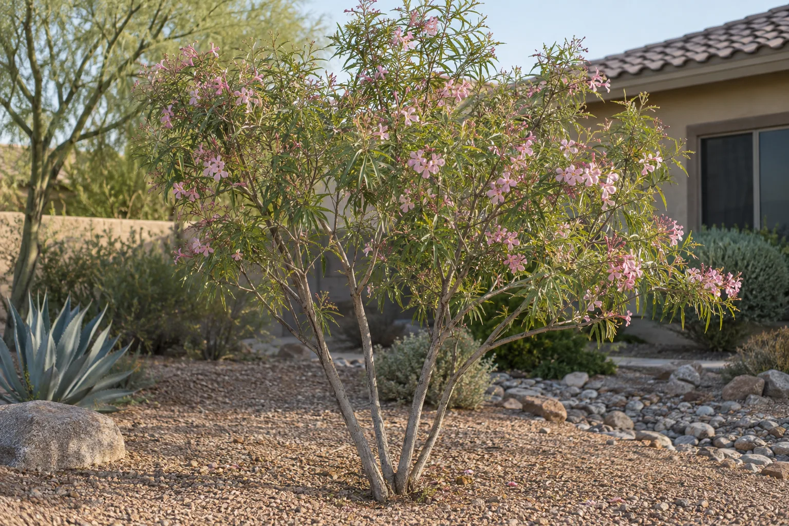 Young multi-trunk desert willow trained with several well-spaced stems in a gravel yard
