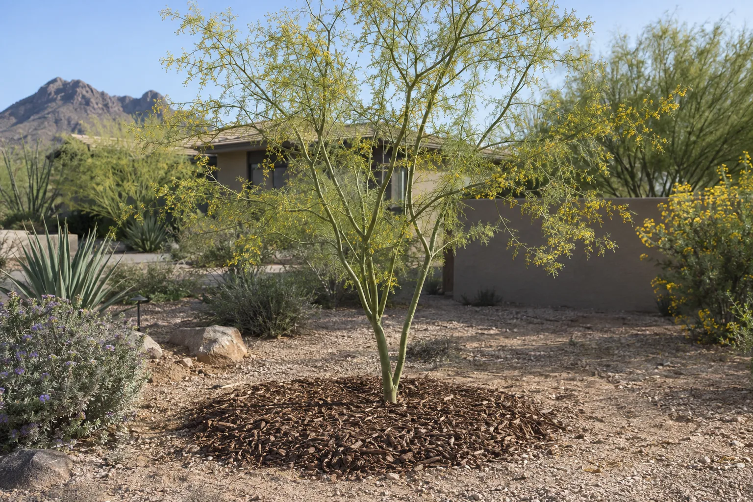 Young palo verde planted in native desert soil with a wood chip mulch ring around it