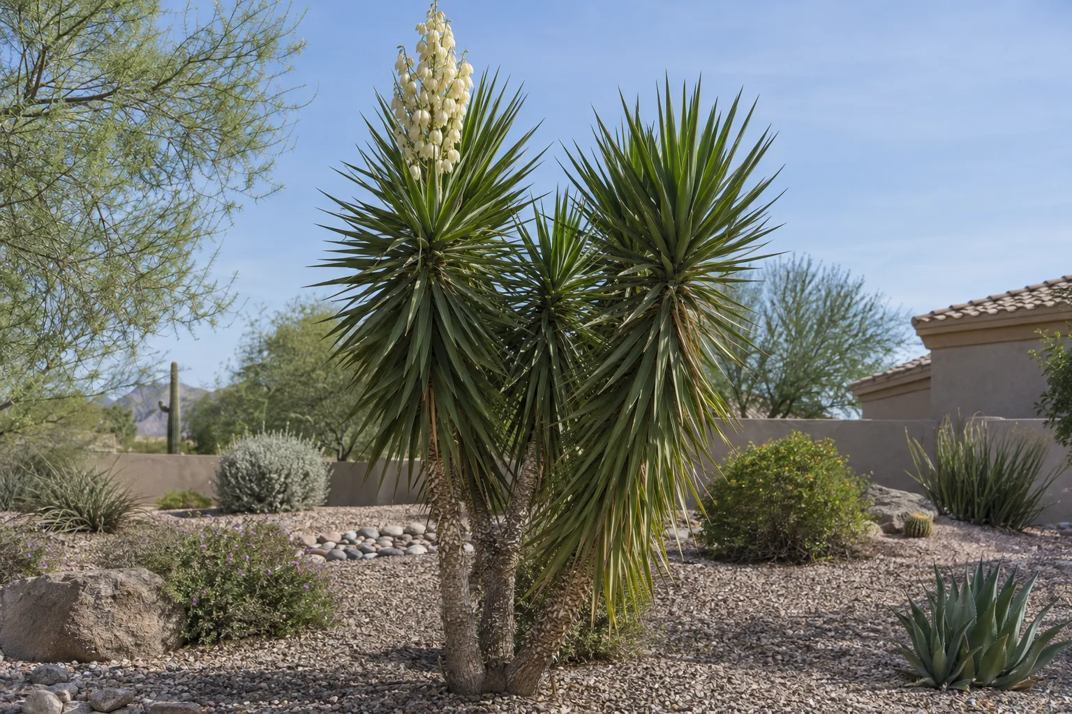 Spanish bayonet yucca with stiff dark green dagger leaves on slender trunks and white flowers