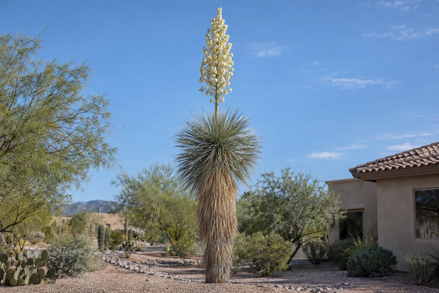 Soaptree yucca with a thatched slender trunk, narrow gray-green leaves and a tall cream flower stalk
