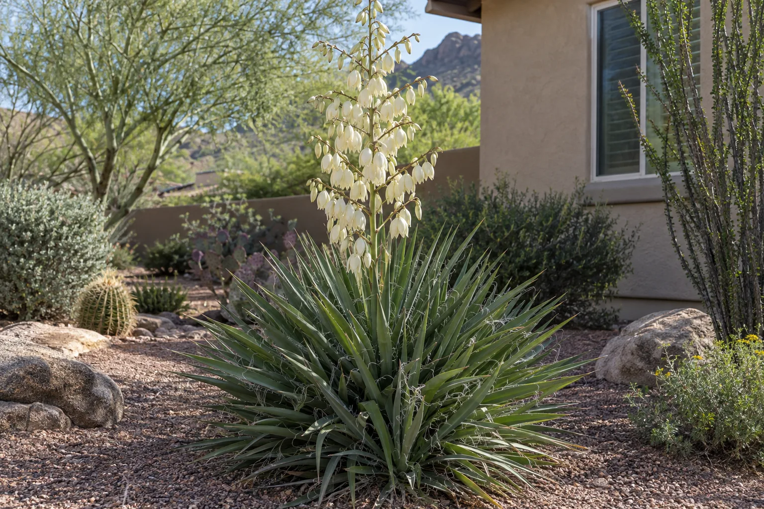Adams needle yucca with thread-edged green sword leaves and a tall stalk of creamy white flowers